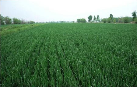 ����������δ��һ���н�ˮ ����С������