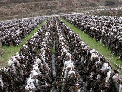 秦氏兄弟:小木耳做成大文章 秦氏兄弟:小木耳做成大文章