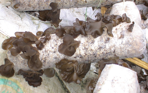 小木耳——新农致富编辑 小木耳