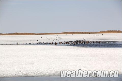 青海湖开湖较去年提前8天 气温偏高为主因
