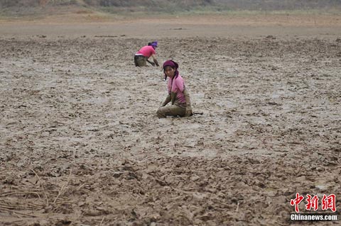 ���ϸɺ�̧�������ջ��۸� 7��ӭ��ˮ�������黺��