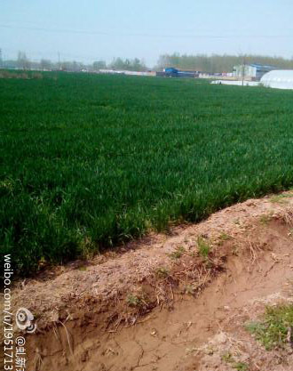 冬麦区迎弱降水 利于冬小麦拔节生长