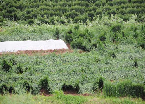 湖北荆州突发雷雨大风 致45万亩小麦受灾