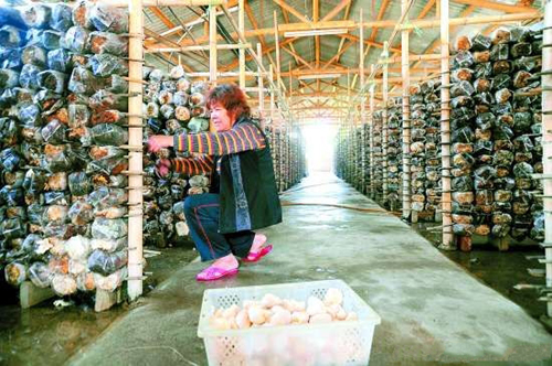 㶫ͷչʳþҵDDСʹЧ