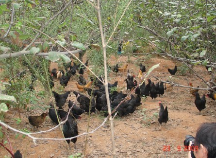 福建建宁:驻乡巡村 发展果园生态养鸡 福建建宁:驻乡巡村 发展果园生态养鸡