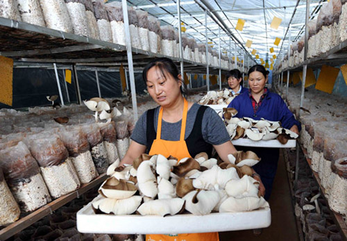 5月2日,福保村工作人员在育苗基地采摘野生鸡枞菌 5月2日,福保村工作人员在育苗基地采摘野生鸡枞菌