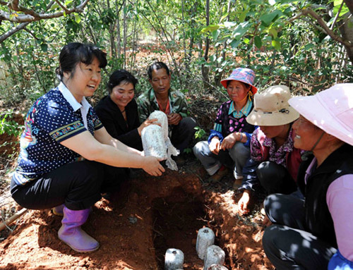 5月2日,福保村下设某公司总经理肖燕(左一)在向农民传授种植云南名贵山珍鸡枞菌技术 5月2日,福保村下设某公司总经理肖燕(左一)在向农民传授种植云南名贵山珍鸡枞菌技术