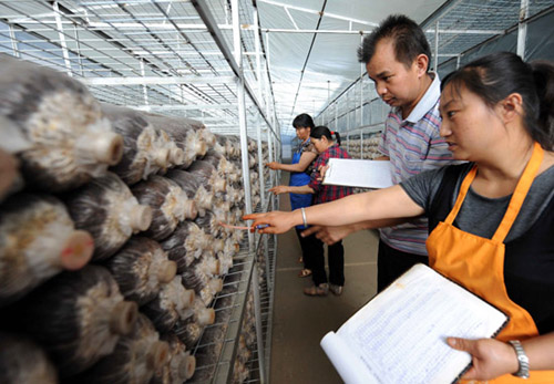 5月2日,福保村工作人员在云南高原特色产品种源基地观察育种情况 5月2日,福保村工作人员在云南高原特色产品种源基地观察育种情况