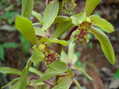 几盆兰花“养”成几百万 几盆兰花“养”成几百万