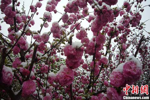 ��³ľ����ɽ5�½�ѩ �ְ�ѩ�����ʻ�����