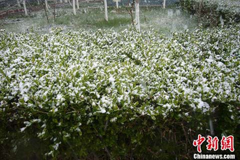 ��³ľ����ɽ5�½�ѩ �ְ�ѩ�����ʻ�����