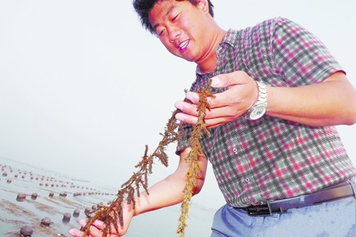 胶南80后小伙养鼠尾藻年入几十万 胶南80后小伙养鼠尾藻年入几十万