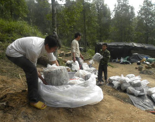 废树根长出“金蛋蛋” 那楠乡群众种植茯苓增收致富 废树根长出“金蛋蛋” 那楠乡群众种植茯苓增收致富