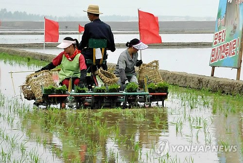 资料图:朝鲜居民进行插秧工作