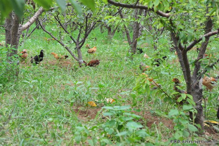 安徽皖南山区:林下养鸡 一举多得 安徽皖南山区:林下养鸡 一举多得