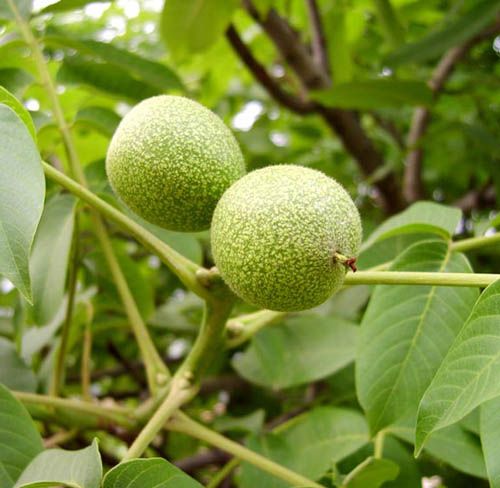 �Ĵ������������ֽ�����¸�����