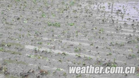 ���������ϳ��ֱ������������� ũ������