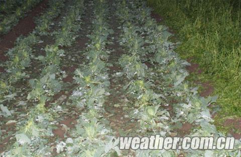 ���ɹŶ���������� ����ǿ�������� ��������ֺ�