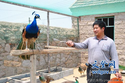 王培杰用自己独特的方式与孔雀交流。 山东文登市:一只蓝孔雀 收入上千元