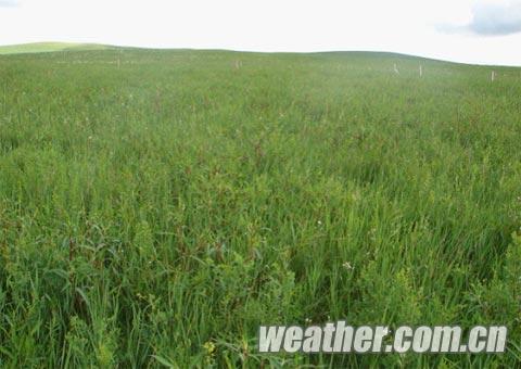 内蒙古东部暴雨 呼伦贝尔局地出现冰雹