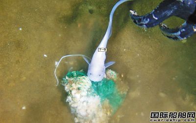 ����Σ�������֪���ġ������š�