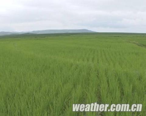 黑龙江多地出现降水 城区街道内涝严重