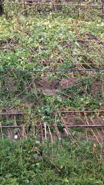 ΢��ֱ��̨�硰Τɭ�ء���������